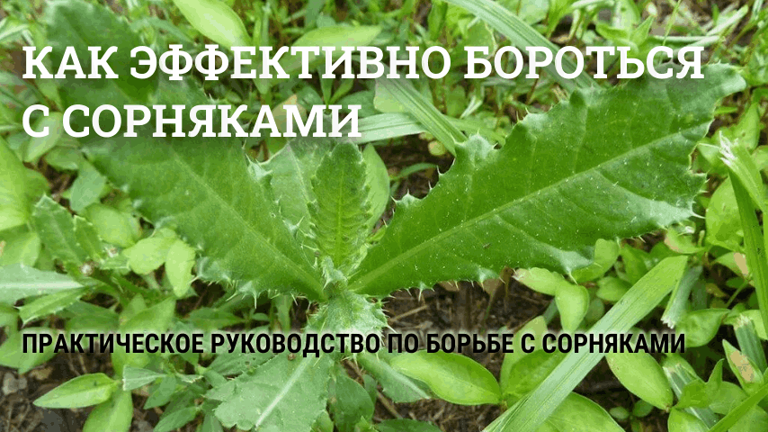 Как эффективно бороться с сорняками